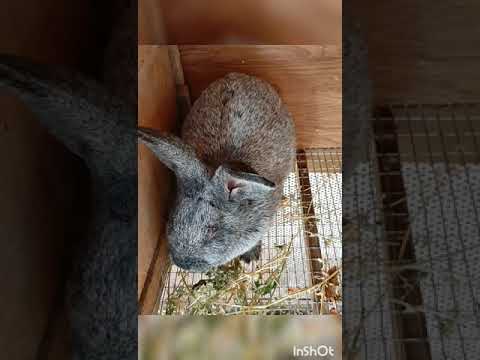 Видео: Кастрация кроликов  мясных пород. Надо ли кастрировать кроликов?