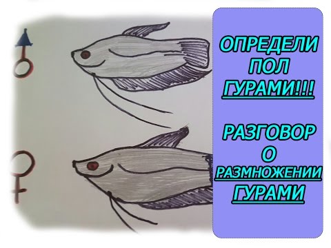 Видео: Определи пол Гурами, разговор о нересте Гурами