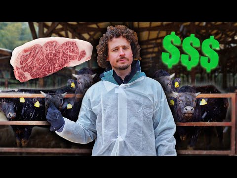 Видео: Вот как производится самая дорогая говядина в мире: KOBE $$$ | Коровы-миллионеры! 🇯🇵🥩
