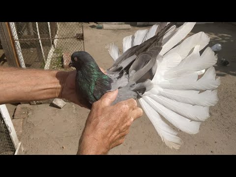 Видео: Голуби моего дедушки, гоняем зимнюю и весеннюю молодежь - 2