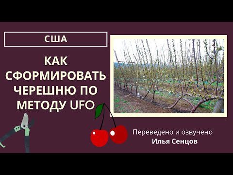 Видео: Как сформировать черешню по методу UFO - ВПП - Кордоном (Грег Ленг, США)