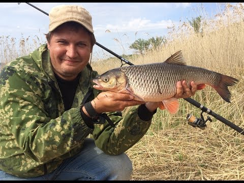 Видео: #26 Новое Место Разклевалось Рыбалка на Реке Волге Береговая Ловля Голавля на Донку Фидер