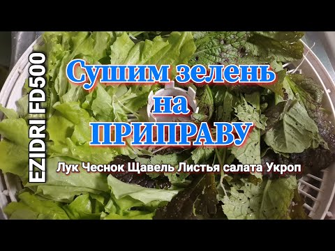 Видео: Приправа #3. Сушим травы 🌱салаты🥬 разную зелень 🌿. Листья салата, укроп, щавель, чеснок сушим.