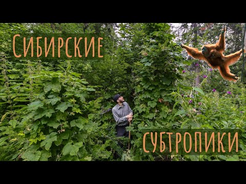 Видео: Черневая тайга — сибирские субтропики
