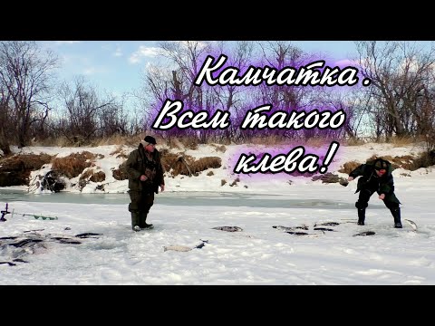 Видео: И такая рыбалка бывает!!! Или Коми Рыбак на Камчатке.