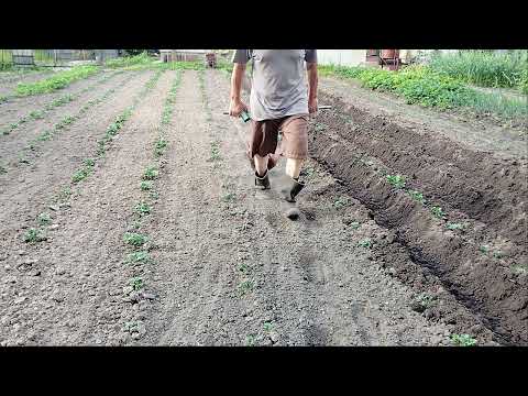 Видео: 27 мая 2024 г.Окучивание в одно лицо.