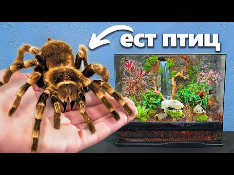 Видео: Я Завёл Самого Большого Паука (да, серьёзно)