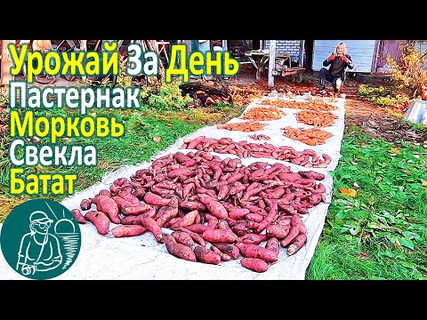 Видео: 🥕 Сбор урожая корнеплодов и клубнеплодов: батат, морковь, свекла, пастернак 🍠 Опыт Гордеевых