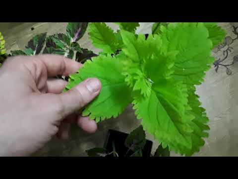 Видео: Сорта колеусов. Удобрения для яркости колеуса. Мой опыт выращивания