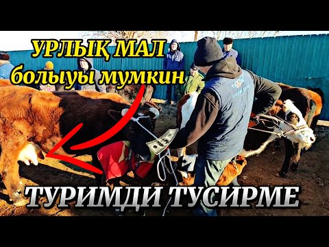 Видео: Шымбай мал базары ат базары 8-Декабр Кимдики дурыс ? Кимдики кәте? Туримди тусирме