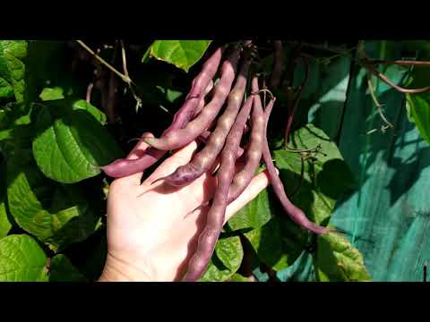 Видео: Фасоль Вайолет.