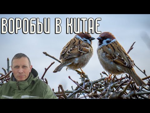 Видео: Нужно ли было завозить воробьёв в Китай после их истребления?  Репортаж орнитолога