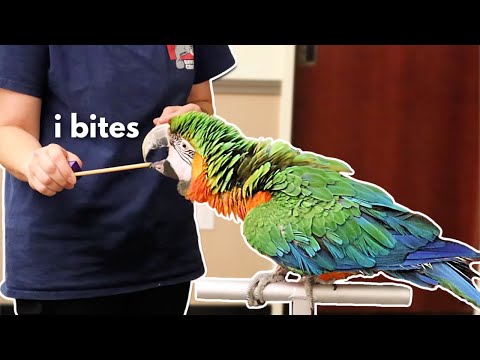 Видео: ПРЕКРАТИТЕ УКУСЫ ПОПУГАЕВ С ПОМОЩЬЮ ЭТОГО ПРОСТОГО ШАГА