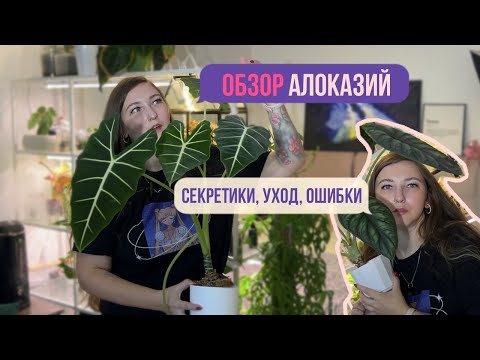 Видео: ОБЗОР моих алоказий. Уход, ошибки и секреты.