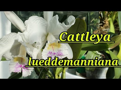 Видео: Cattleya lueddemanniana.Каттлея. Описание и уход.