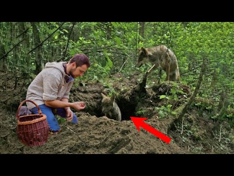 Видео: Волчица не могла спасти волчонка из глубокой ямы, ей пришлось довериться ему