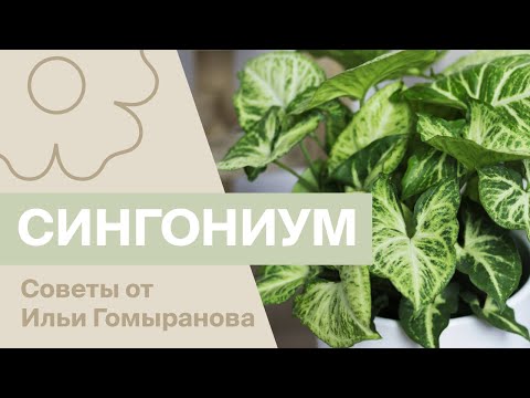 Видео: Сингониумы | Советы от Ильи Гомыранова