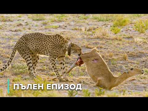 Видео: Речни битки и живот на ръба | Разкази от Замбия 103+104