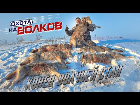 Видео: Охота на волков! конец волчьей стаи спустя 3,5 месяца