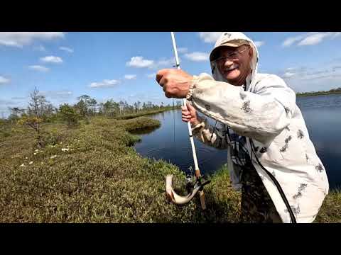 Видео: Погода буйствует. Каждый заброс - ОКУНЬ.