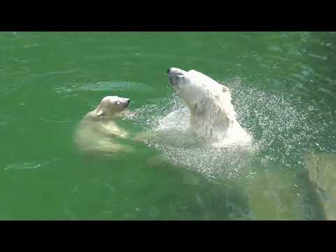 Видео: Герда с медвежонком в бассейне. 22.05.2023
