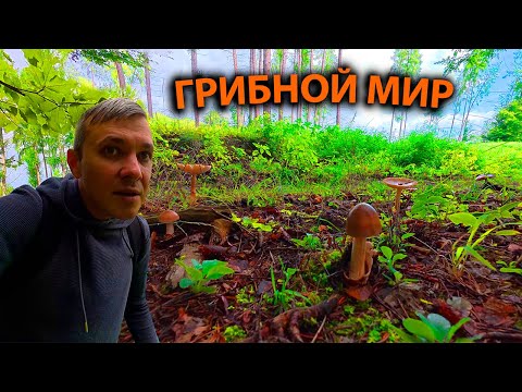Видео: ЗДЕСЬ ПОВСЮДУ ГРИБЫ.ЖАРЮ СТЕЙК НА ГОРНОЙ РЕКЕ.