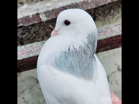 Видео: 9 февраля 2025 г.