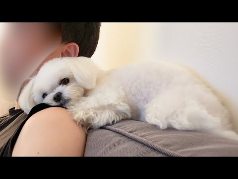 Видео: Реальная причина для воспитания щенка