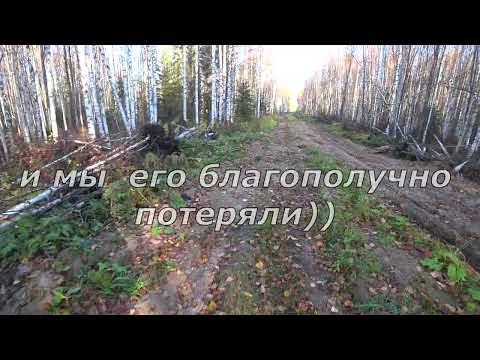 Видео: охота с р г  Сударка в Архангельской области 8. 10. 25 г.