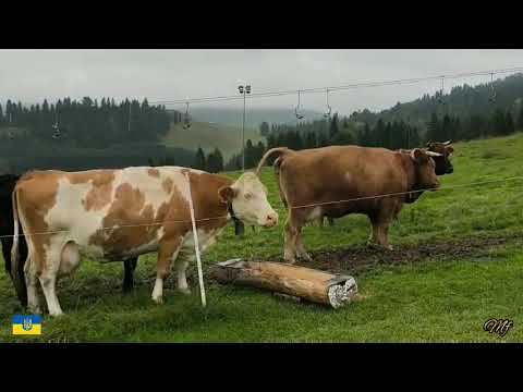 Видео: А корови му-у-у...