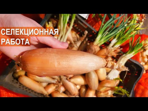 Видео: Лук шалот и репчатый лук. Селекционная работа. Фермер Роман Алыев.