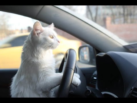 Видео: Управление по ценностям: миф или реальность