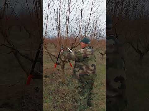 Видео: Професиона резитба на праскова - Част 1-ва