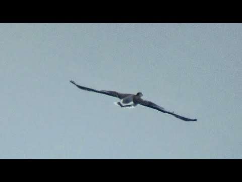 Видео: Нива по снегу .Нива по грязи .Разведка местности. Открытие на уток по снегу 2018.