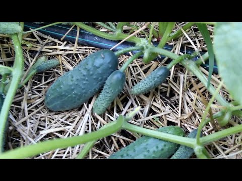 Видео: ОГУРЦЫ ДО САМЫХ МОРОЗОВ в ОТКРЫТОМ грунте! Урожай БЕЗ ТЕПЛИЦ!