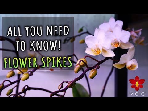 Видео: Орхидеи фаленопсис — обрезка цветоносов, получение новых цветов и многое другое! Уход за орхидеям...