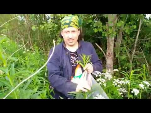 Видео: иван чай в сушилке "Дачник 4"