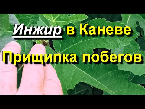 Видео: Инжир в Каневе. Прищипка побегов. 2025 06 15