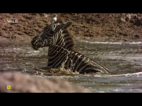 Видео: Войны крокодилов:Грумети или Мара.National Geographic Wild HD онлайн.