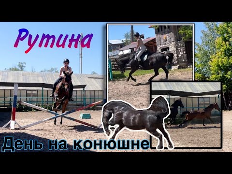 Видео: день на конюшне с друзьями/ теперь 2 лошади/ прыжки