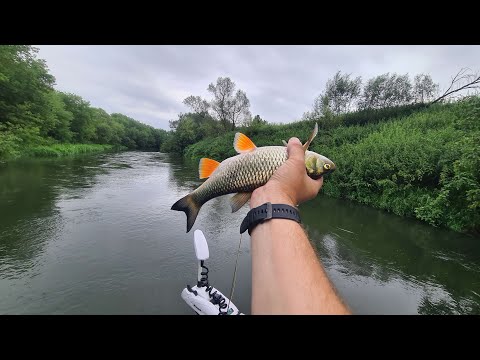 Видео: Нахлыст с лодки в июле. Ловля голавля сплавом на мухи.
