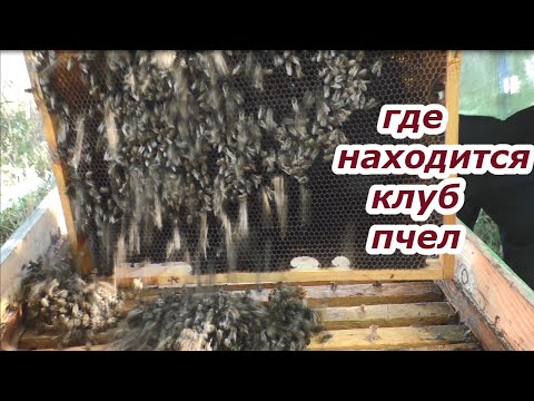 Видео: МЕДОВЫЕ РАМКИ ставить на край? КАК СОБРАТЬ ГНЕЗДО В ЗИМУ.#пчелыначинающим #пчелы