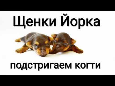 Видео: Щенки Йорка - 10 дней, подстригаем когти.