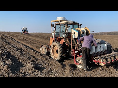 Видео: Посев лука 2022 овощная сеялка клен