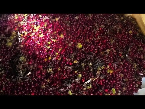 Видео: Клюквенный остров