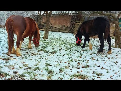 Видео: 🎬Крісті та Каїр 💥гуляють на свіжому повітрі🎠❄️☃️