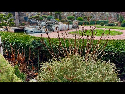 Видео: ХОТИТЕ УХОЖЕННЫЕ КРУПНОЛИСТНЫЕ ГОРТЕНЗИИ? ТОГДА СТРИЖЕМ БЕЗ СОЖАЛЕНИЯ!