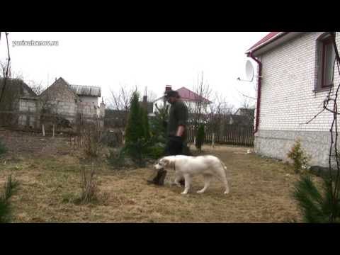 Видео: Как приучить к ПОВОДКУ шестимесячного щенка среднеазиатской овчарки