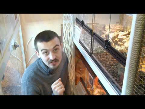 Видео: Домашняя ферма. Рептилии