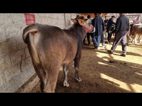 Видео: Молбозори Хочи Шариф 